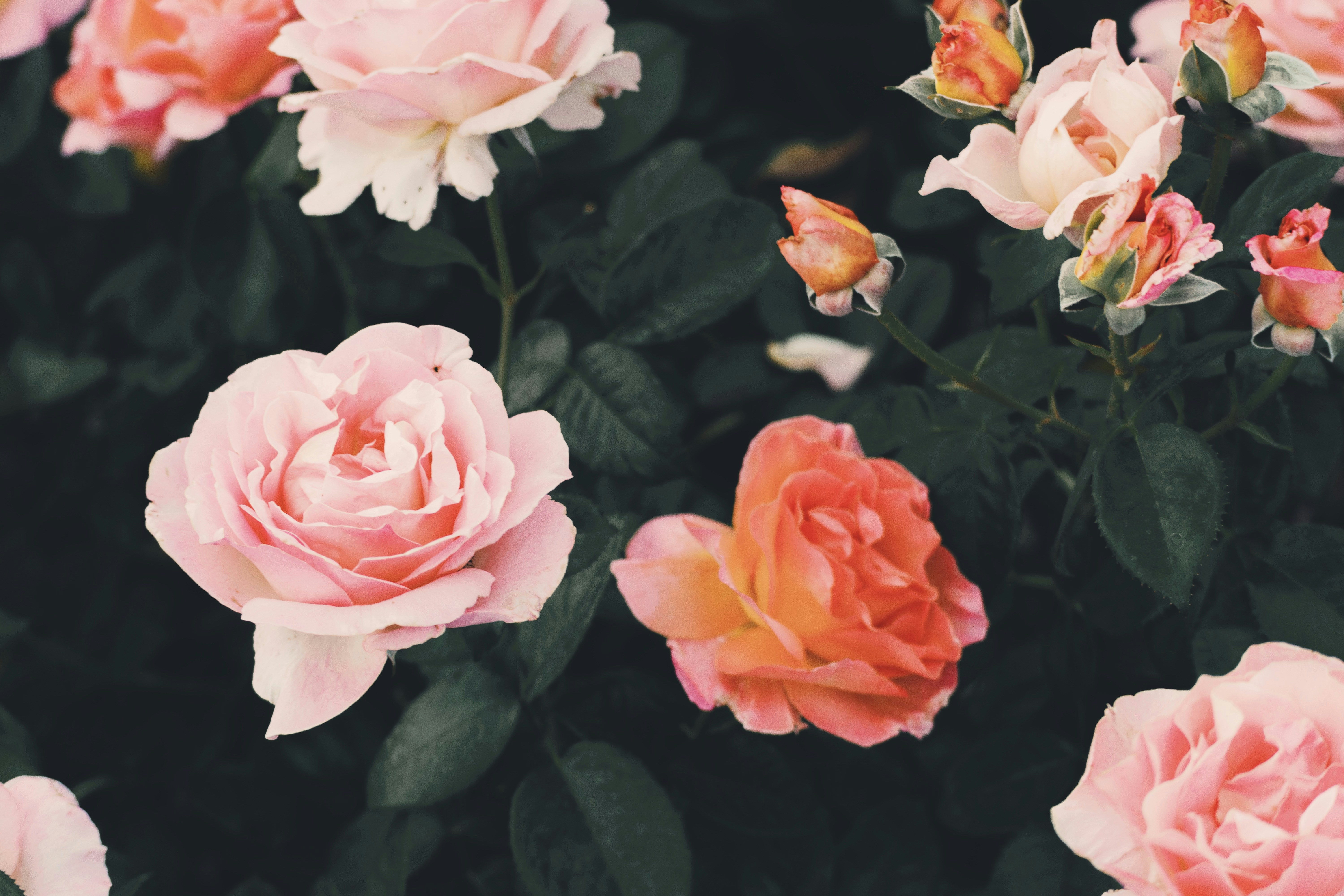 Photo by sweetpeagina228