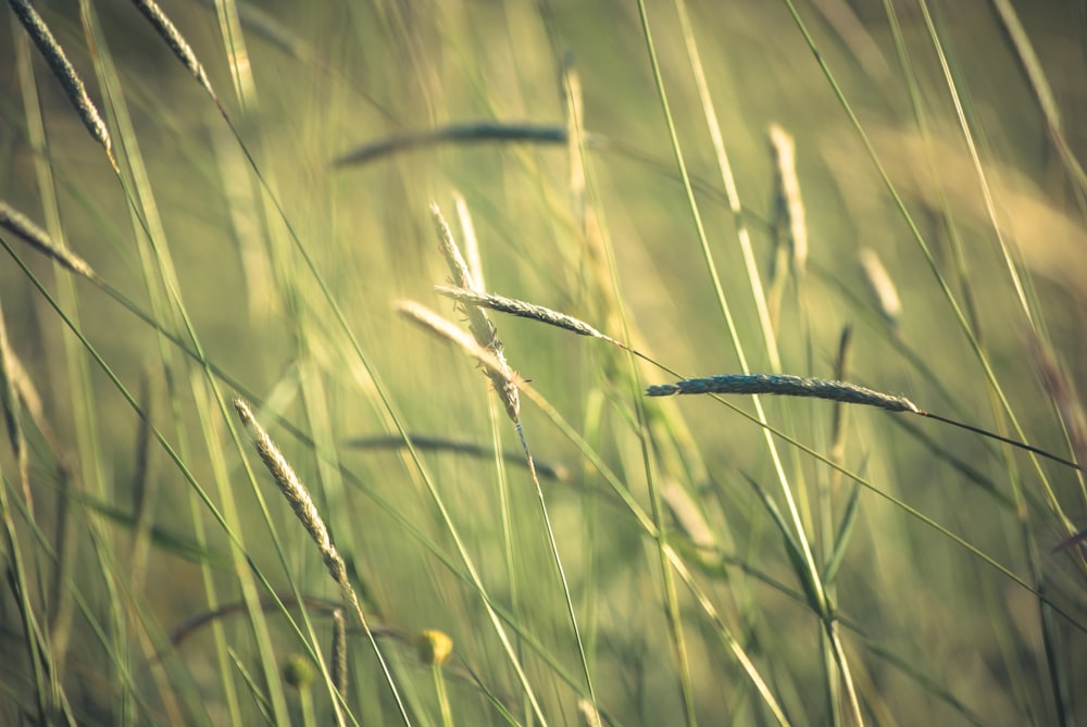 selective focus photography of wheat grains