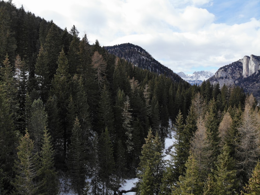 forest viewing mountain under white and blue skies