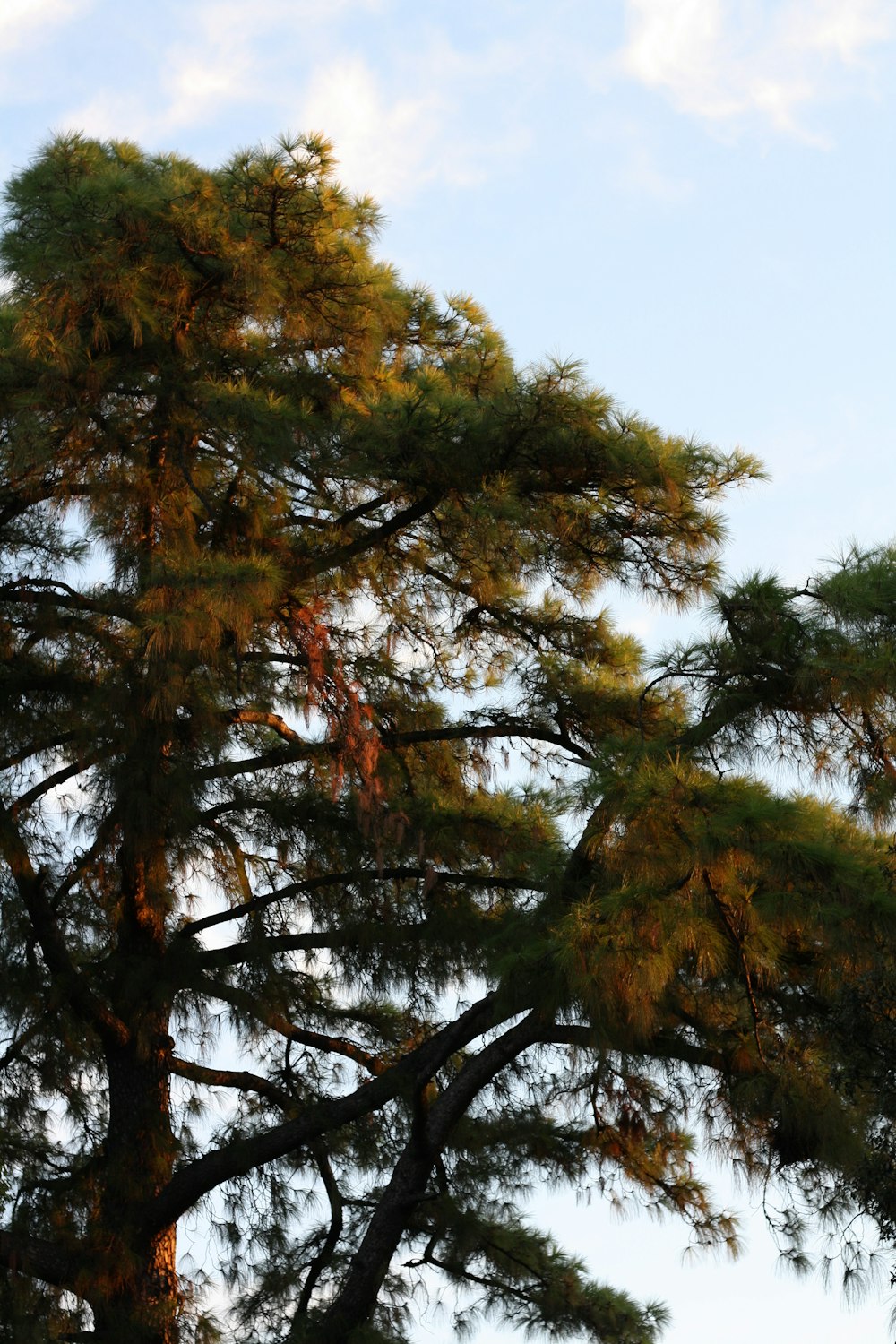 árboles de hojas verdes bajo cielos azules y blancos