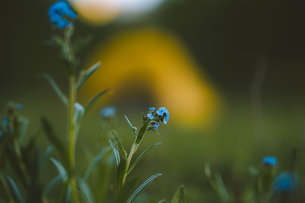 blooming blue petaled flowers