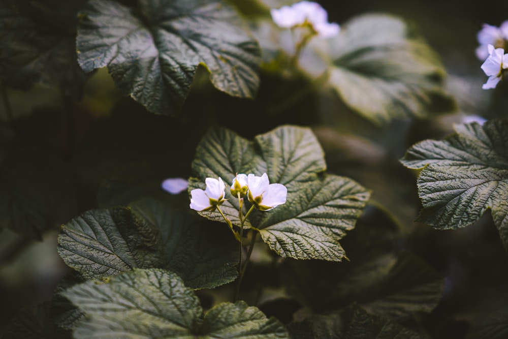 focus photography of white petaled flower