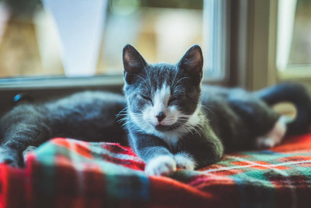 focus photography of black kitten