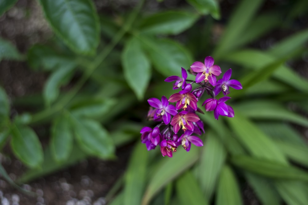 violet petaled flowers