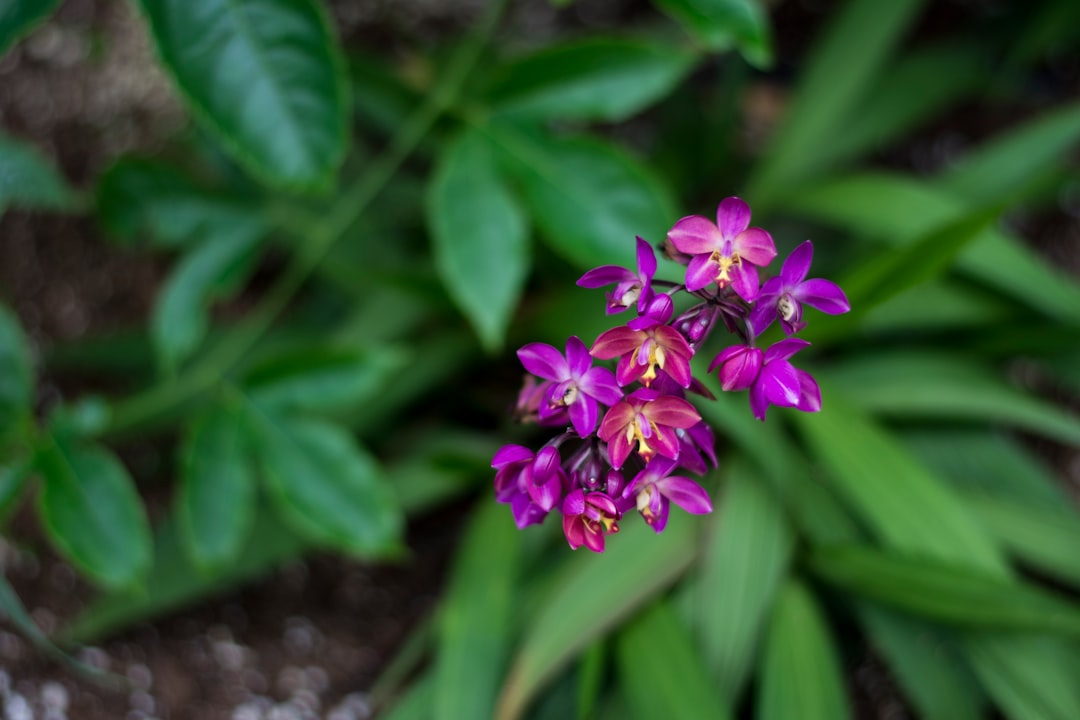 violet petaled flowers