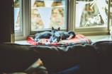 Two white cats lounging lazily on a cozy windowsill bathed in warm afternoon light.