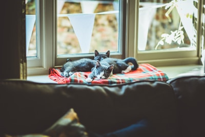Two playful cats, Austin and Abbey, lounging together in a sunlit window.