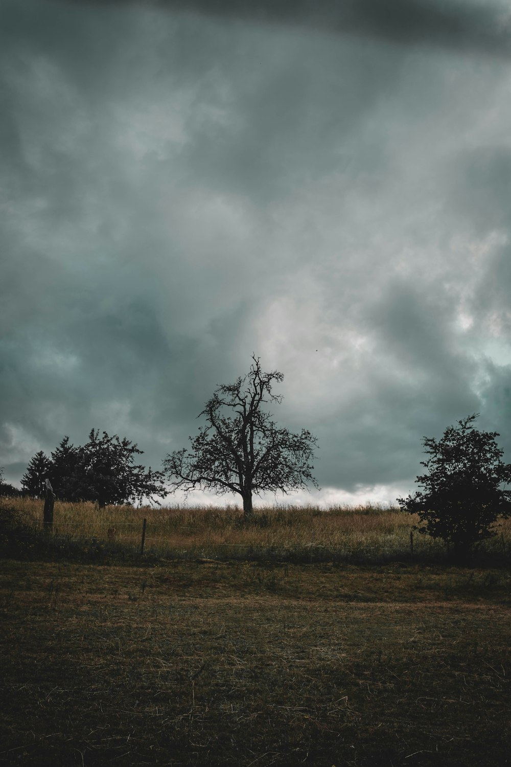 trees and grasses under heavy clouds