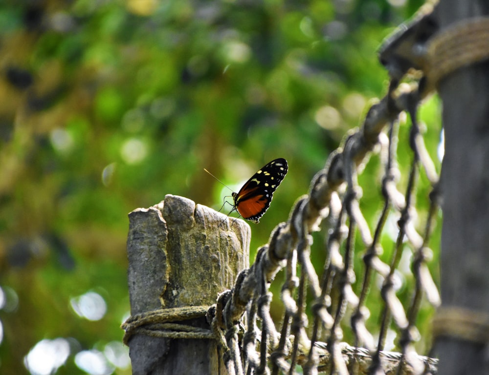 focus photography of red and black butterfly