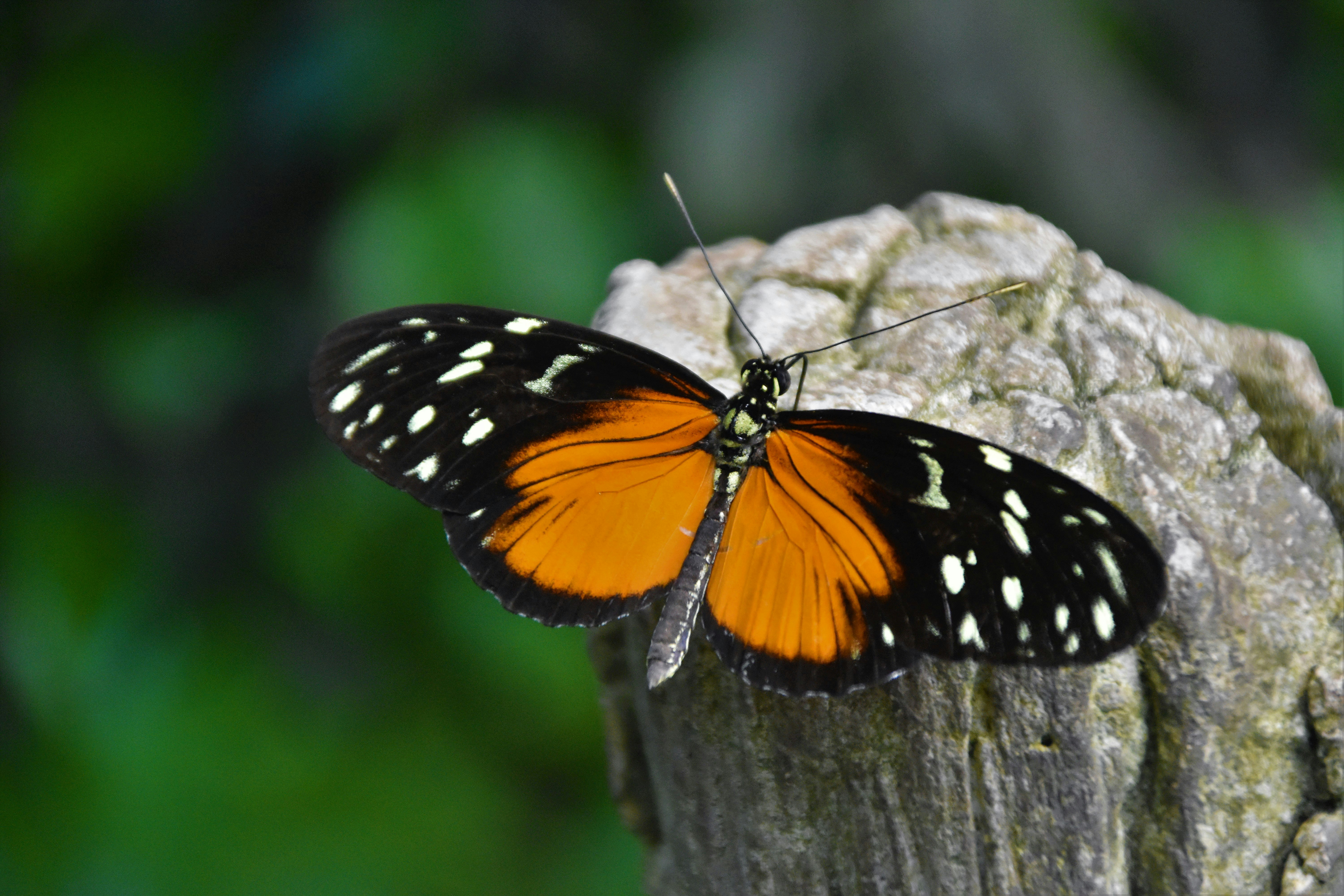 orange and black butterfly