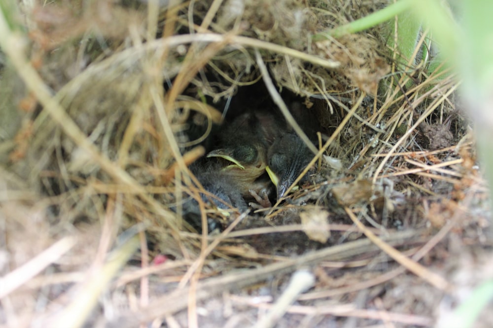 selective focus photography of brown nest with bird chicks