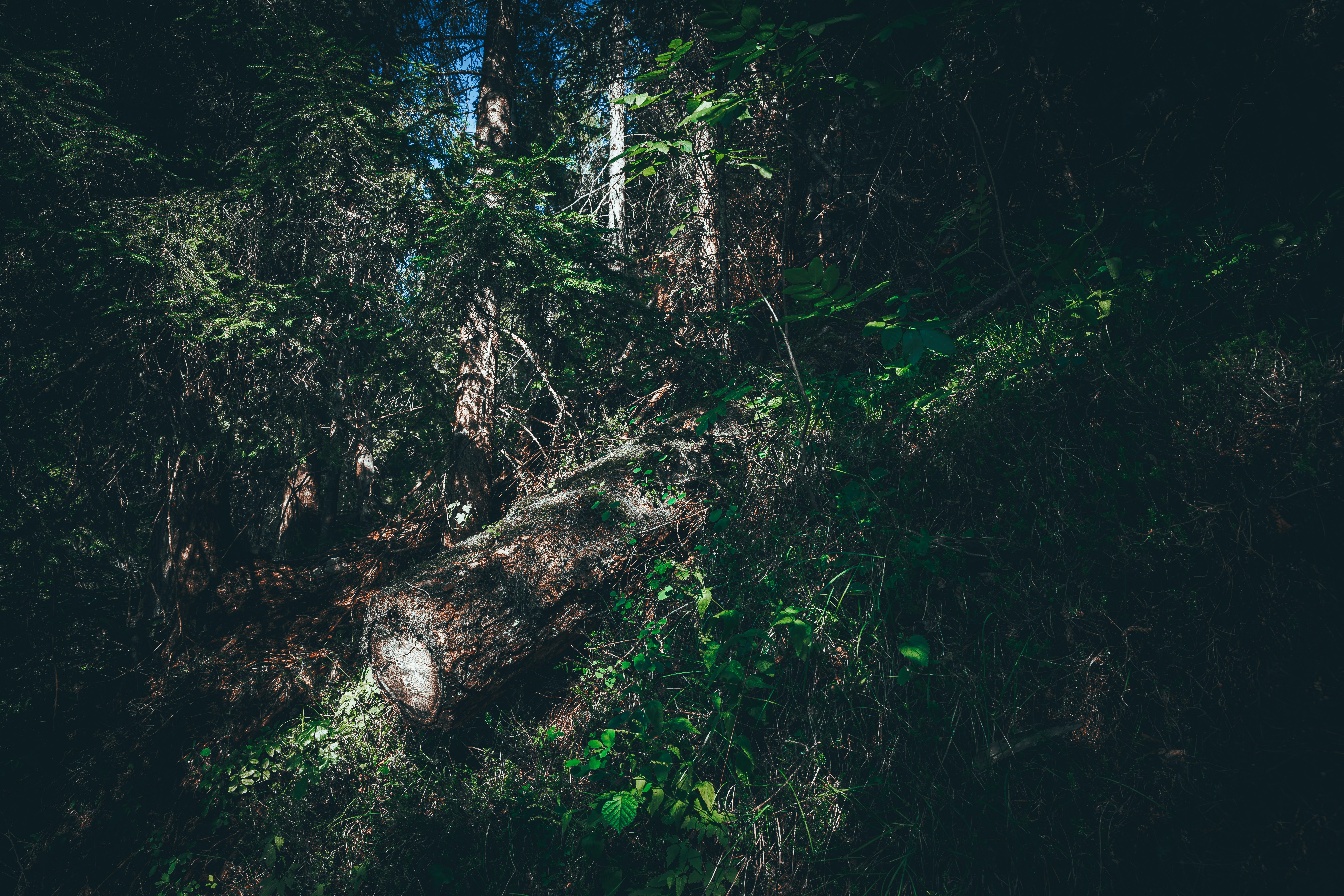 Photo by alessiozaccaria