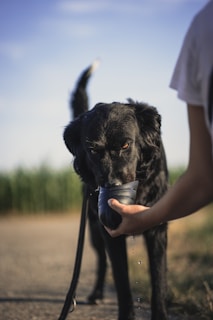 person holding cup of water to black short coat large dog