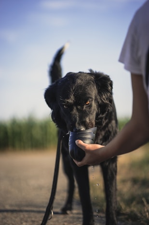 person holding cup of water to black short coat large dog