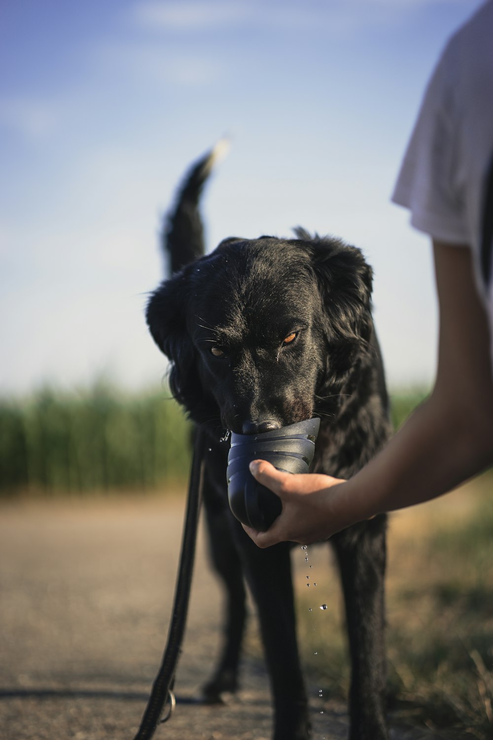 person holding cup of water to black short coat large dog