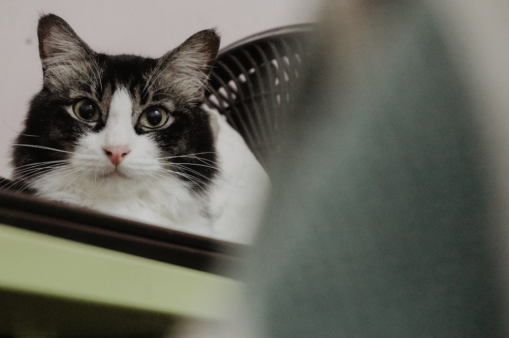 black and white cat