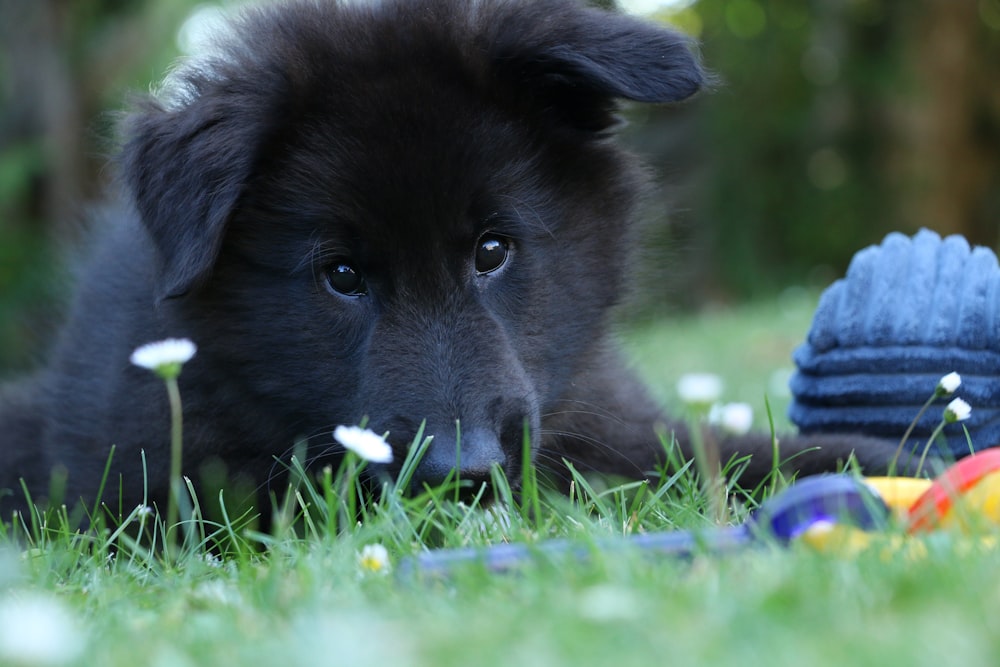 Cachorro negro de pelo corto acostado en la hierba