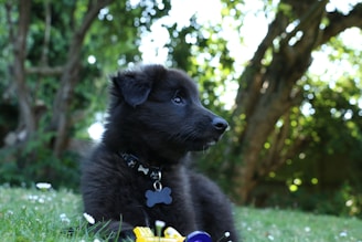 short-coated black dog lying on grass