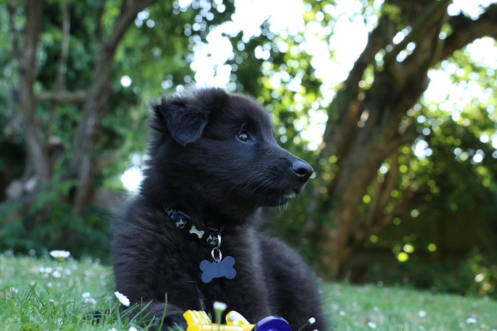 short-coated black dog lying on grass