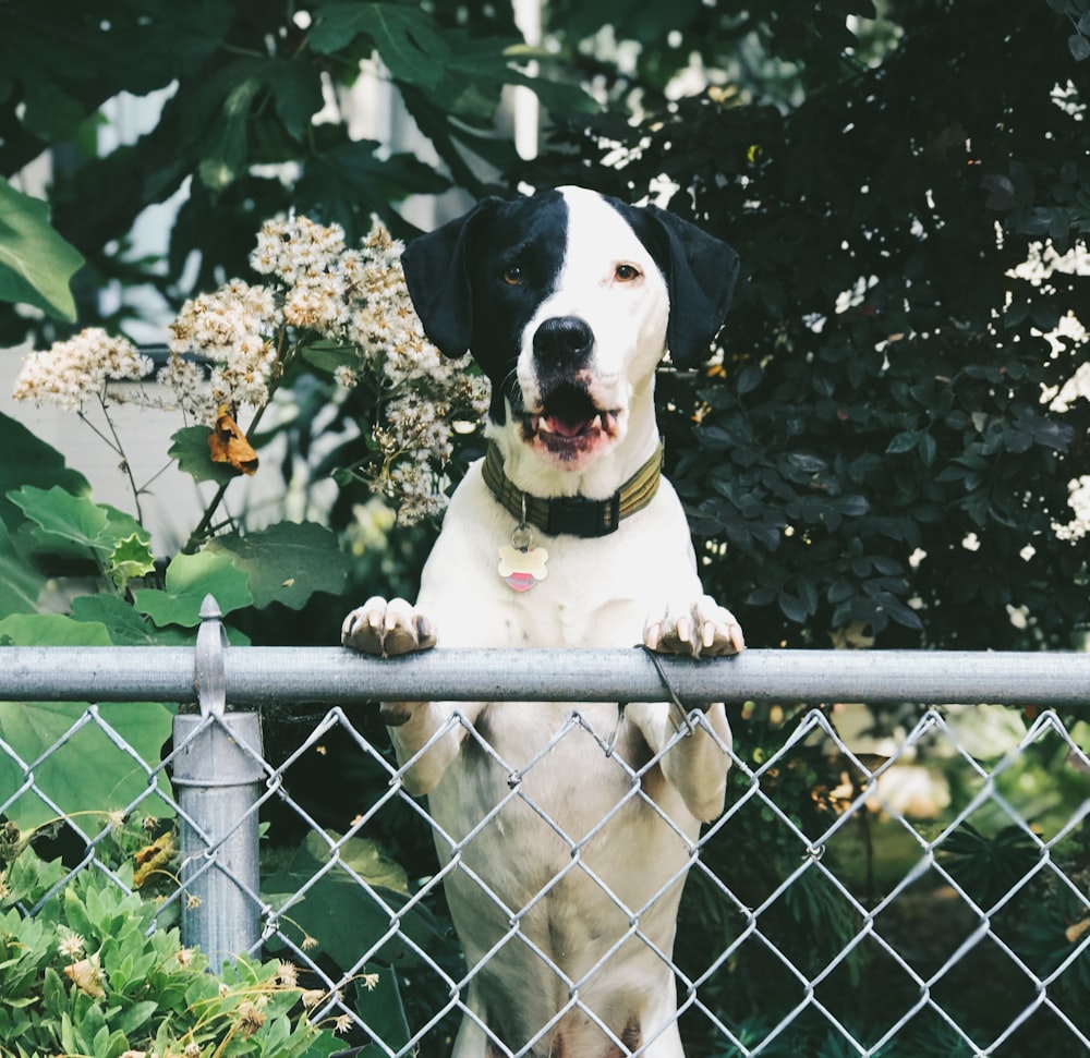 black and white dog standing by the wire fence
