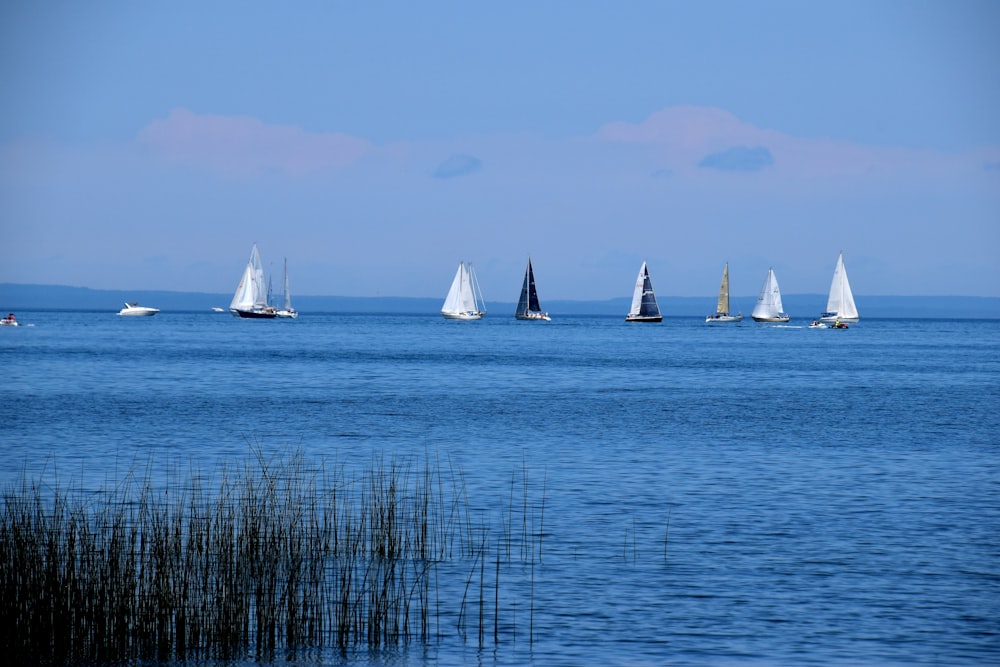white and black sailing boats on sea