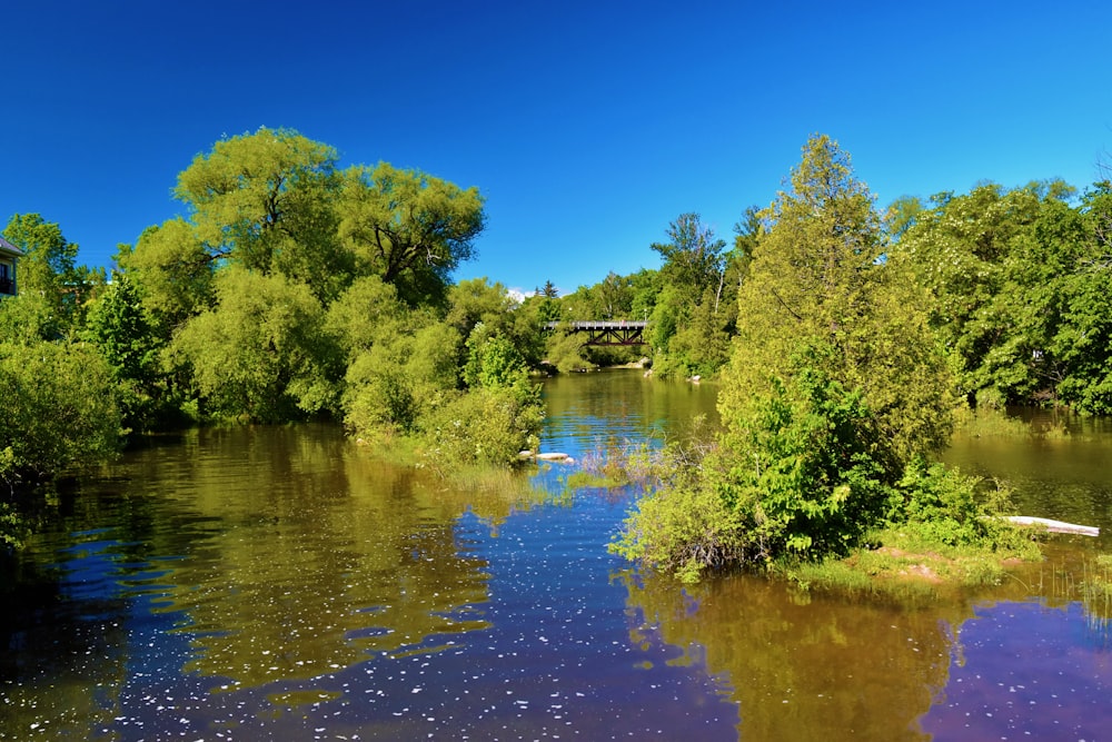 green trees near body of water