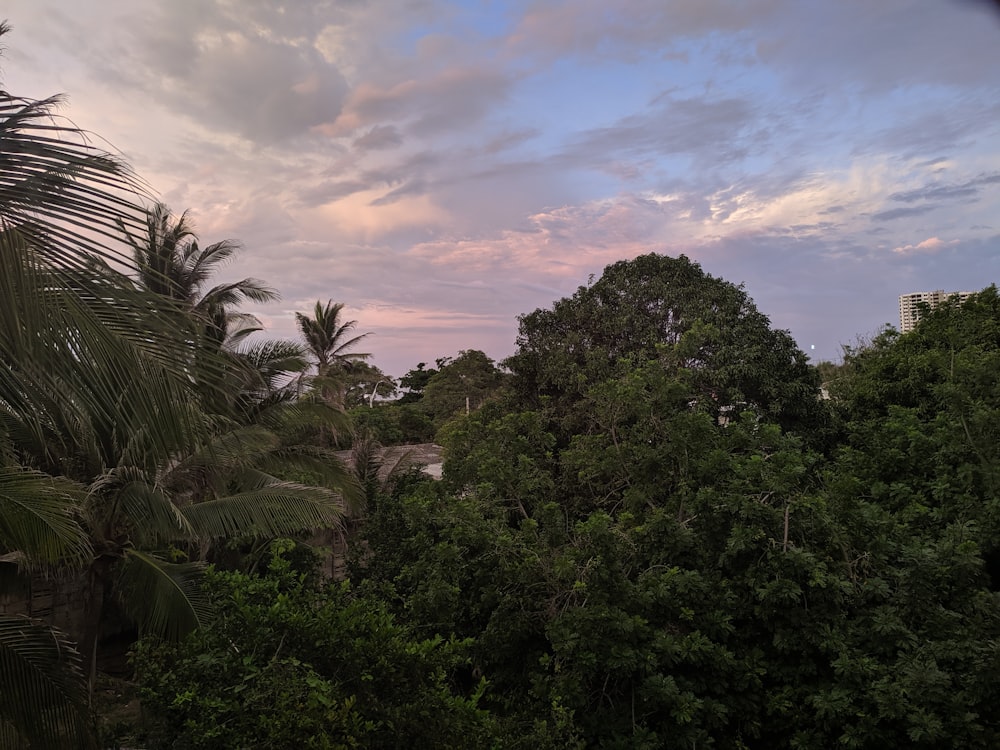 green-leafed trees