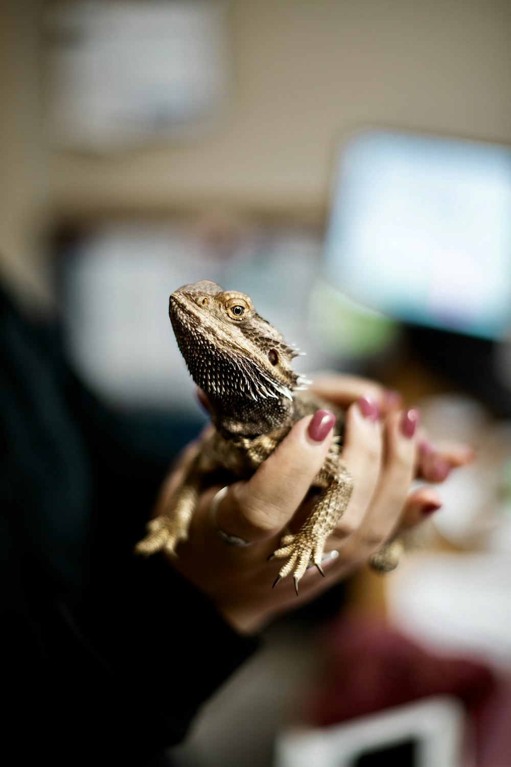 person holding brown iguana