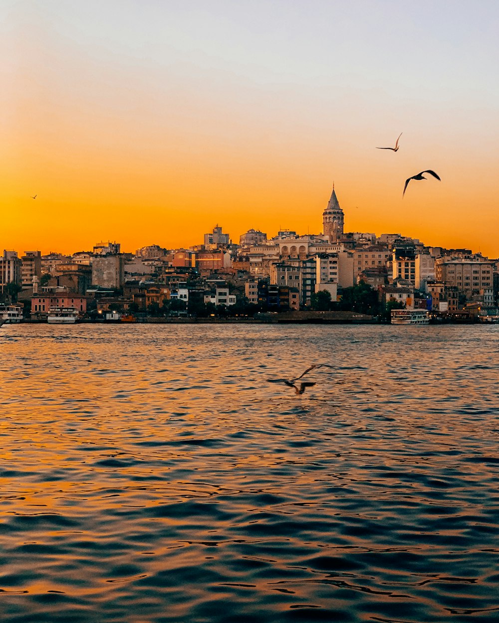 photography of three flying birds above water during sunset