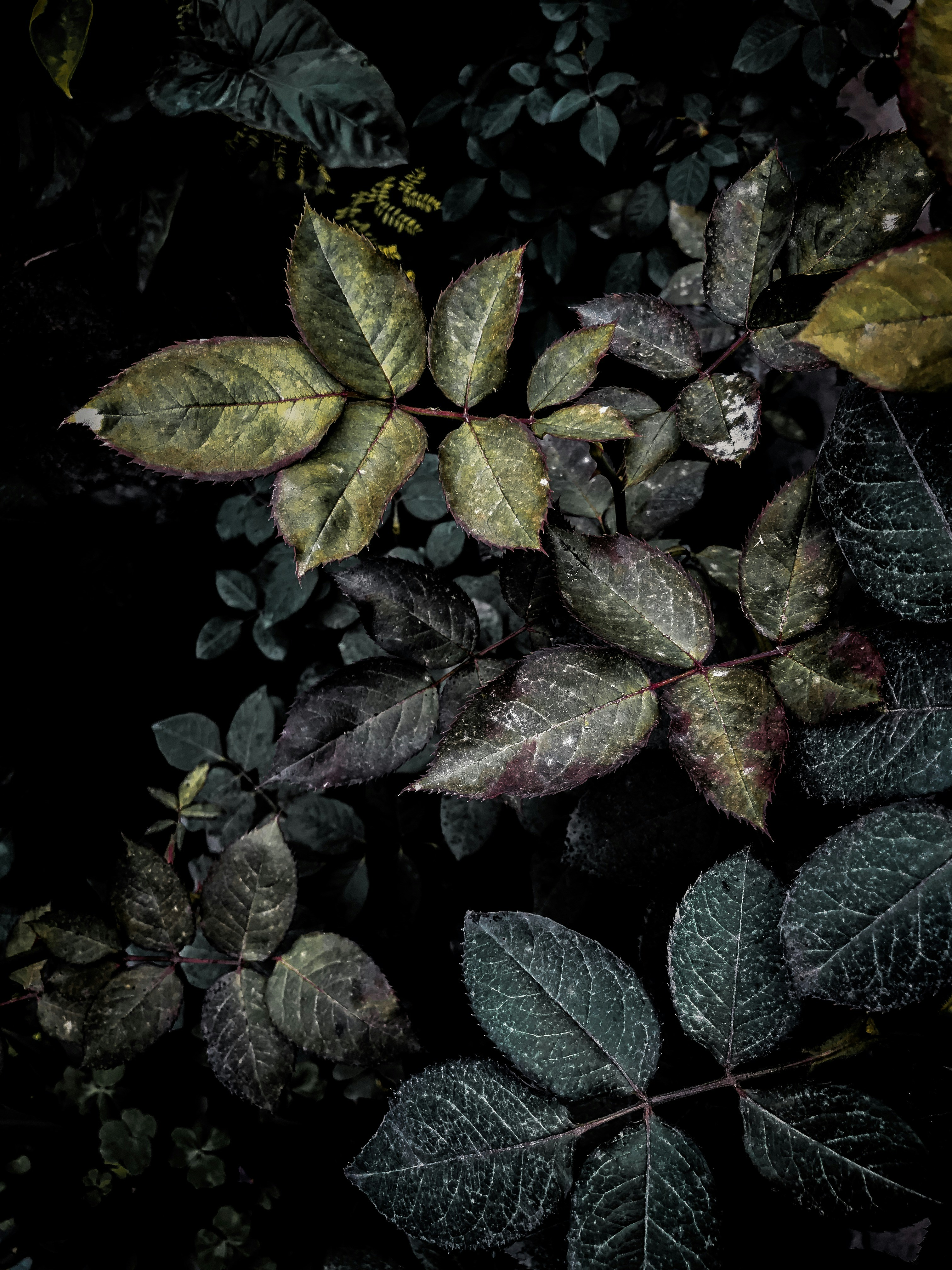 Photo by bruno_villena