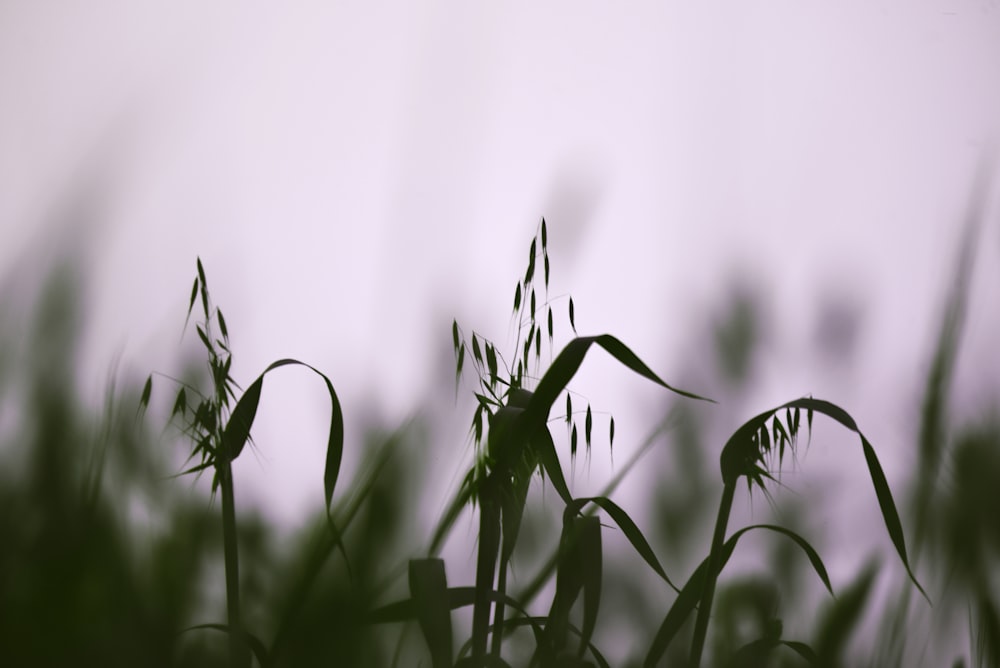 green-leafed plants