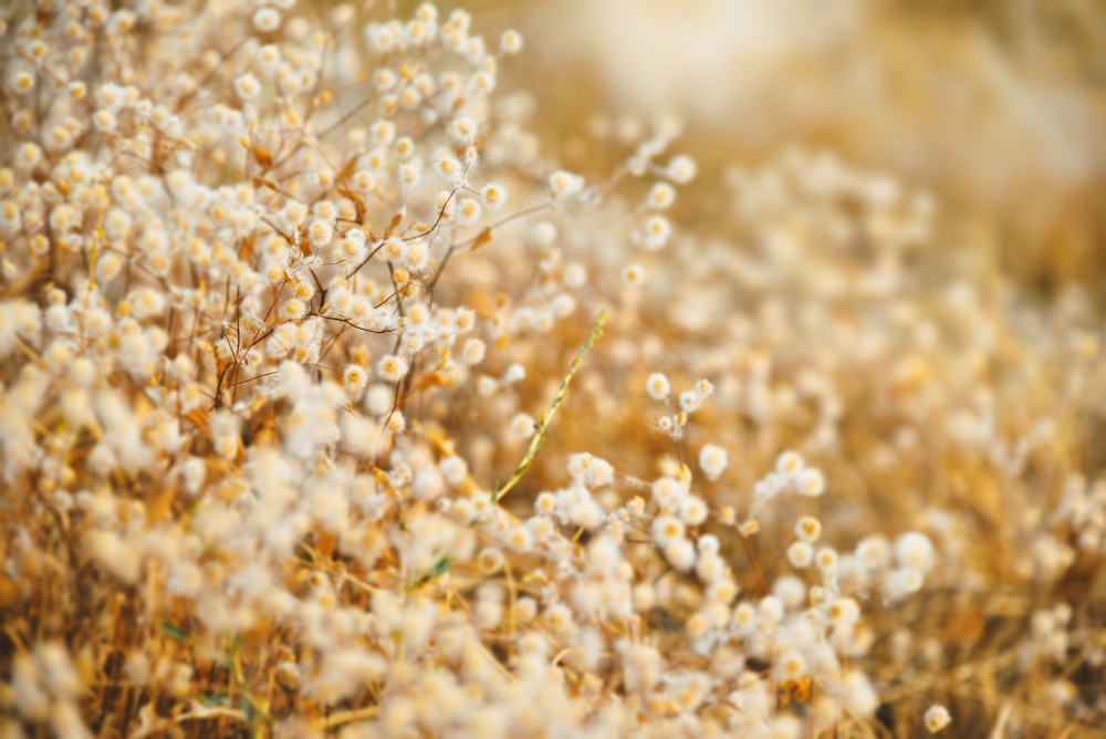 Weißblättrige Blumen Nahaufnahme