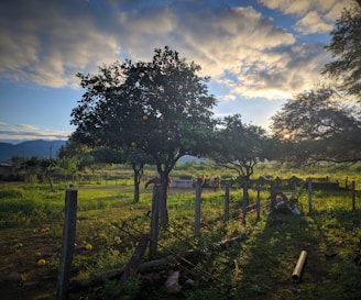 A rural landscape with fruit-laden trees and scattered fallen fruits, set against a backdrop of mountains under a partly cloudy sky. Horses graze in the distance near a fence that encloses the area. Rustic elements like logs and metal poles are scattered on the ground amidst the lush greenery.