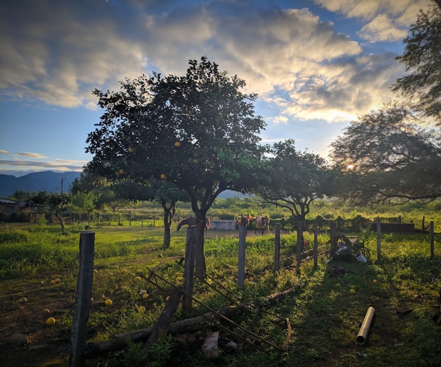 A rural landscape with fruit-laden trees and scattered fallen fruits, set against a backdrop of mountains under a partly cloudy sky. Horses graze in the distance near a fence that encloses the area. Rustic elements like logs and metal poles are scattered on the ground amidst the lush greenery.