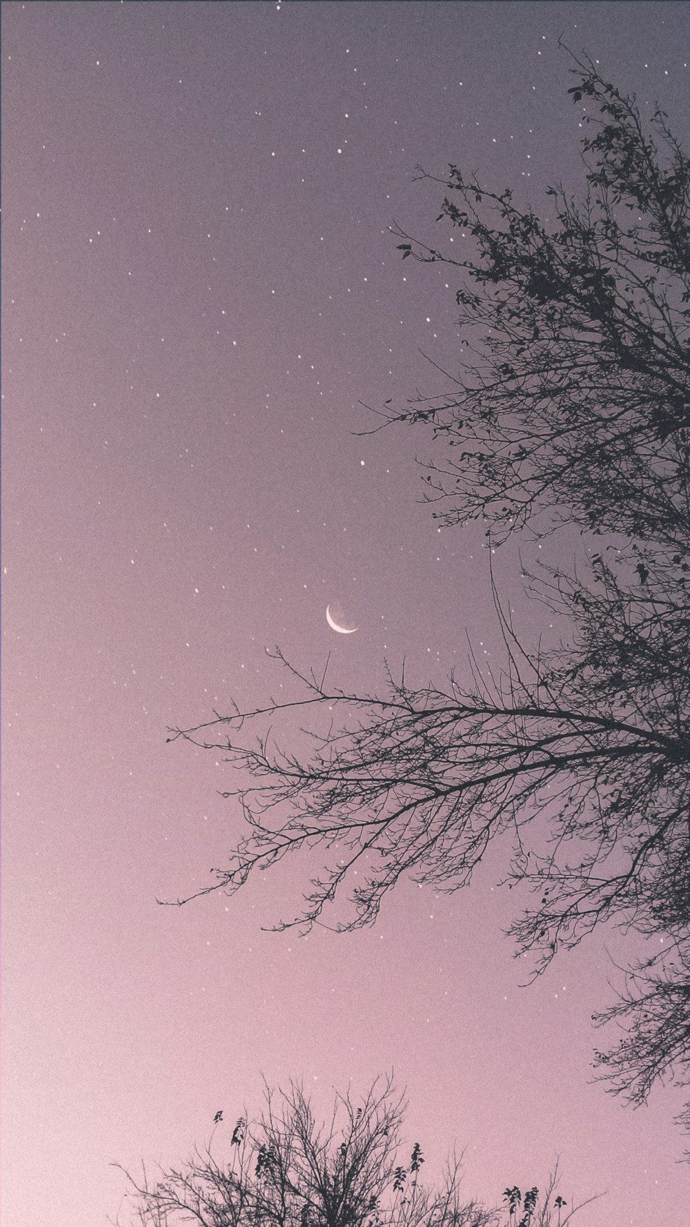 silhouette of tree