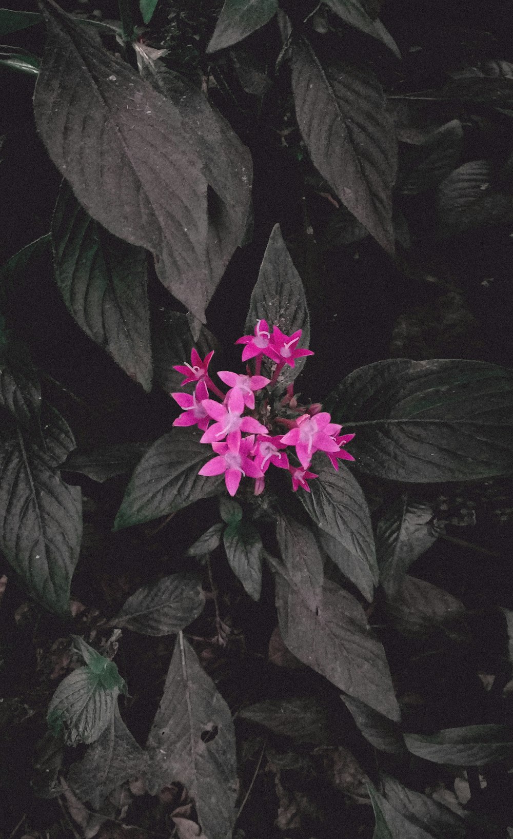 pink petaled flower 2,484.16