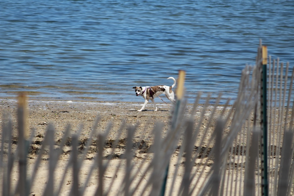 short-coated tan and white dog beside body of water at daytime