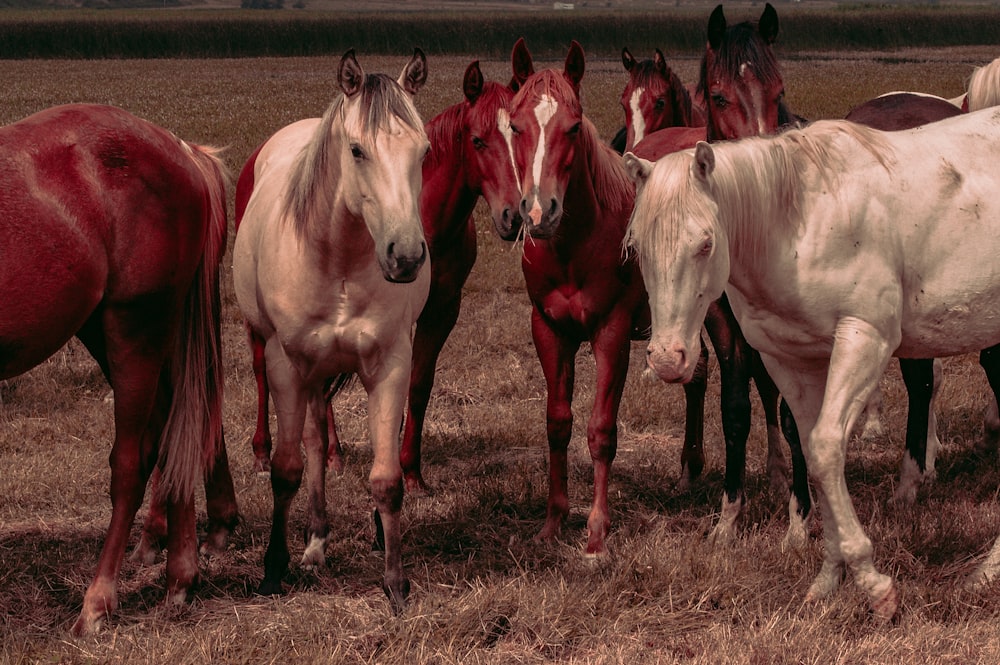 Lotto di cavalli in un campo fotografia ravvicinata