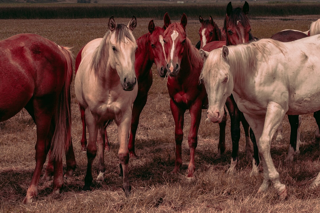 horse lot in a field close-up photography