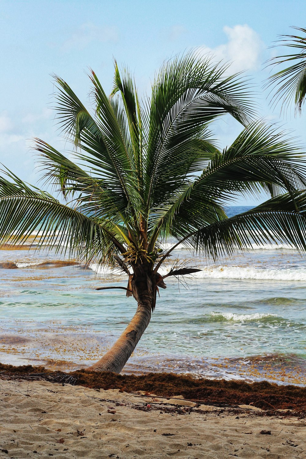 green and brown coconut tree