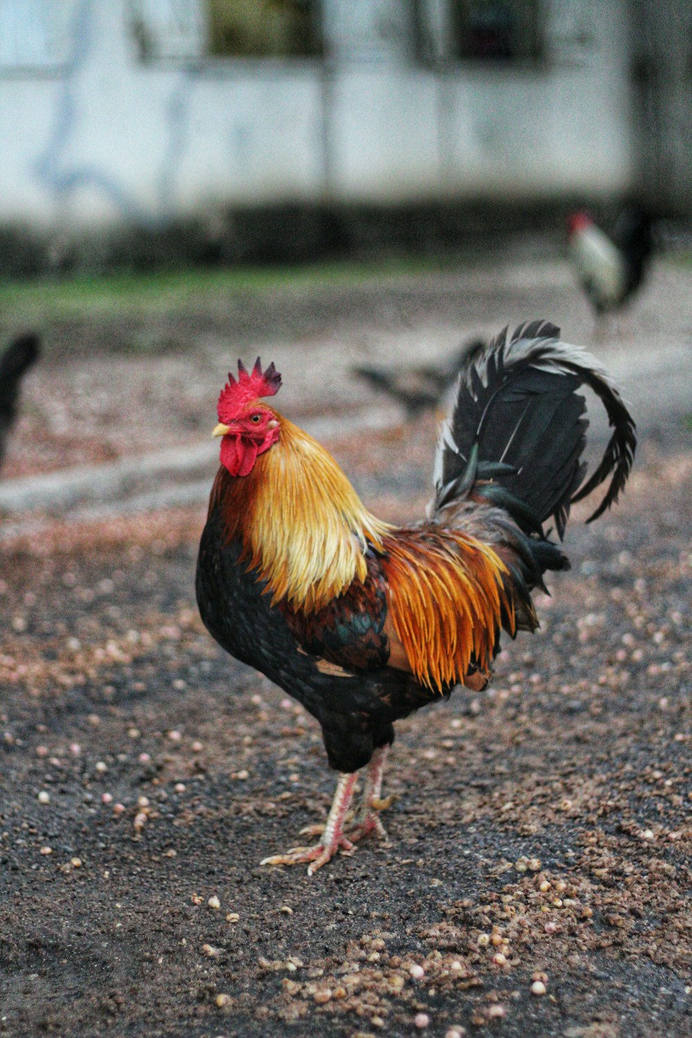 orange and black rooster