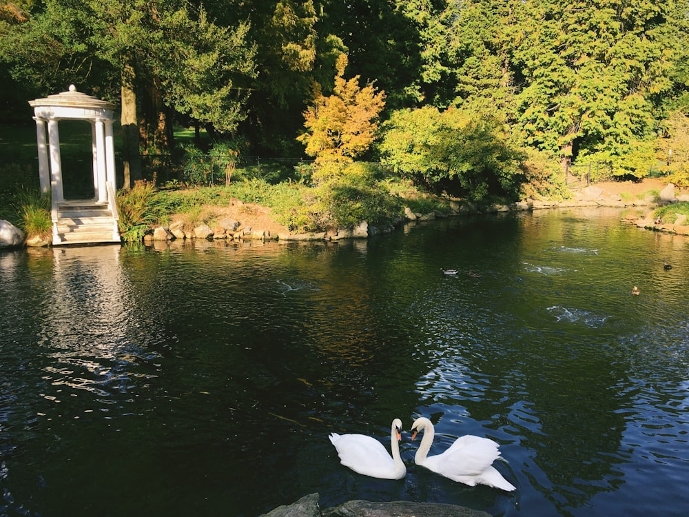 two white ducks on body of water