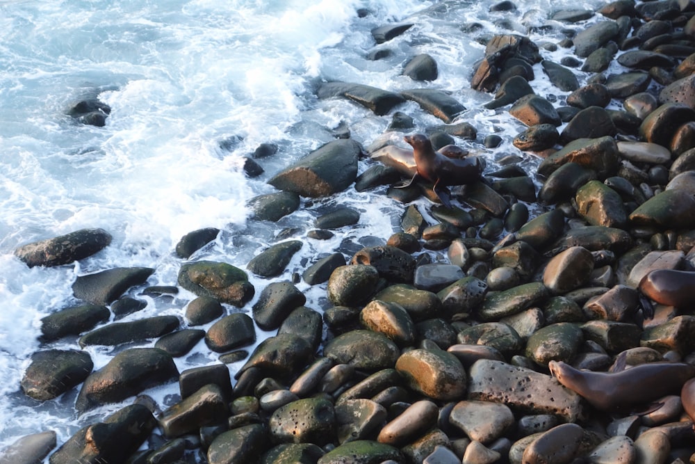 rocky shore during day