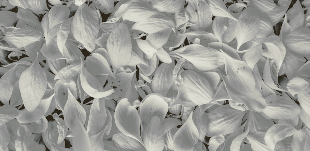 흰 꽃잎