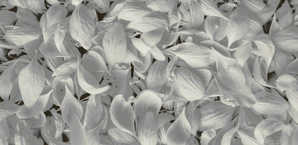 white petals