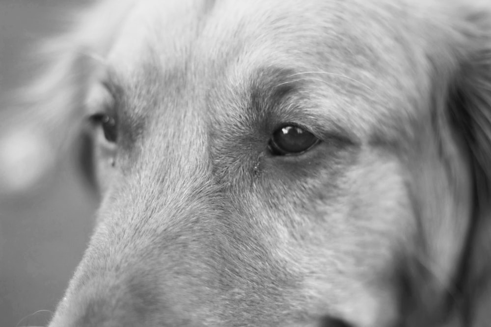 visage d’une photographie en niveaux de gris do