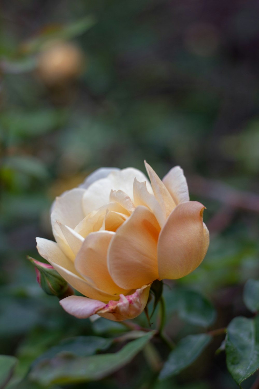 white and orange petaled flower close-up photography