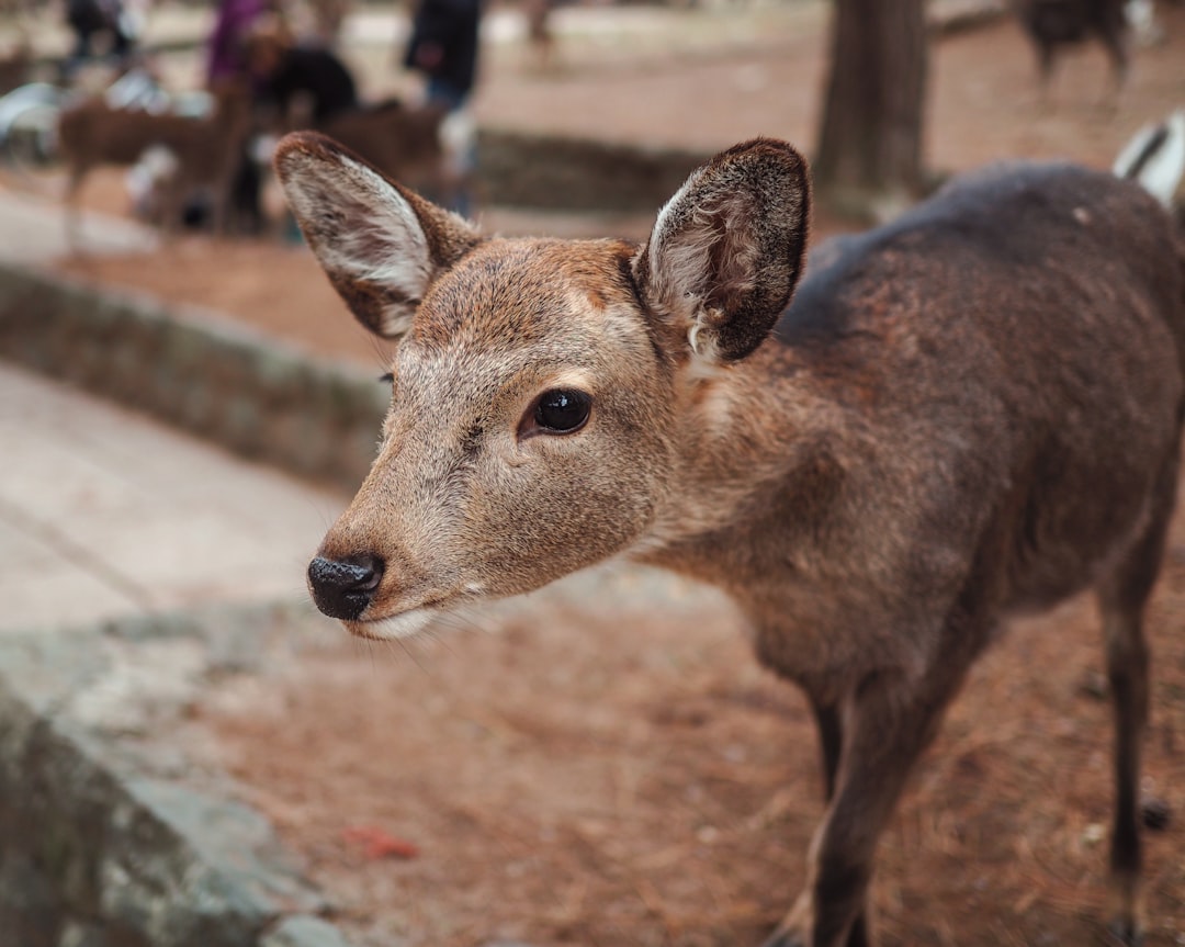 brown deer