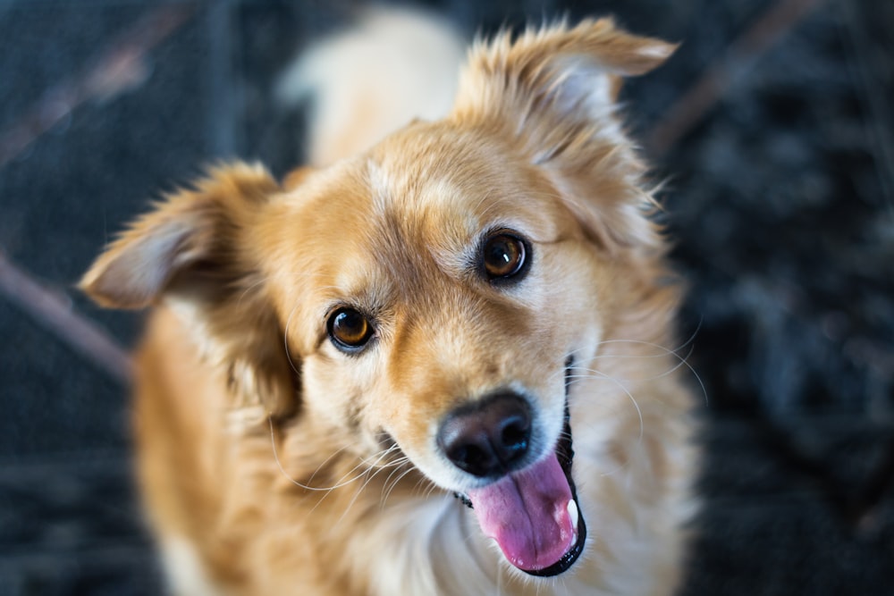 short-coated tan dog