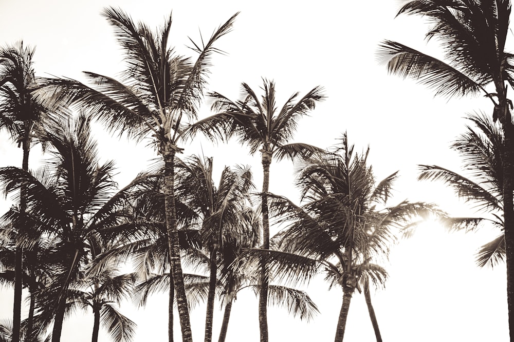 photo of palm trees